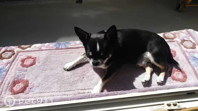 Chien noir/blanc agressé et perdu - photo