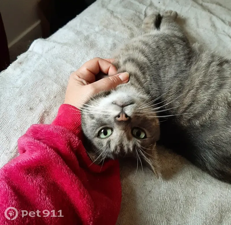 Chat affectueux trouvé à Mouen - photo