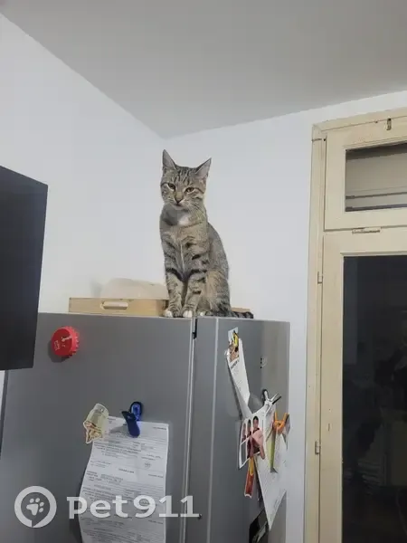 Titi le chat perdu le 12/11 - photo