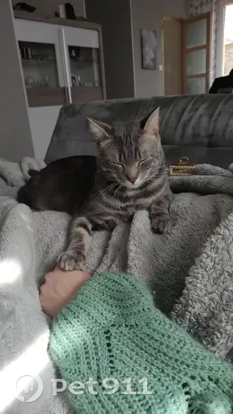 Chat gris tigré perdu à Brebières - photo