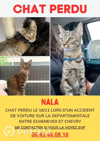 Chaton tigré perdu à Échenevex - photo