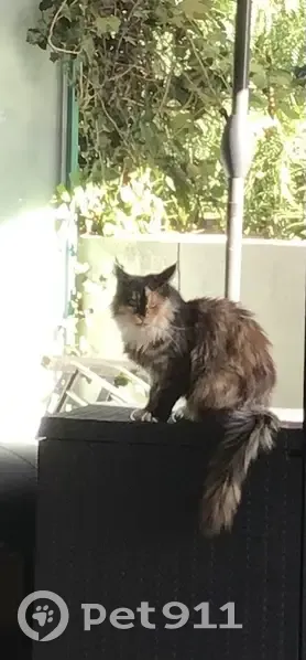 Chat disparu Bastêt à Villeneuve - photo