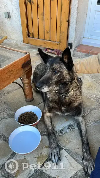 Chien âgé trouvé à Marseille - photo