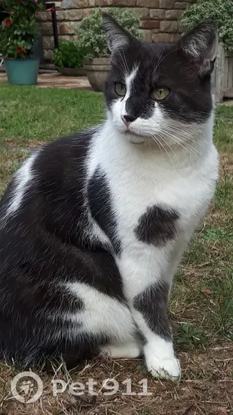 Chat perdu: puce, Av. Carnot - photo