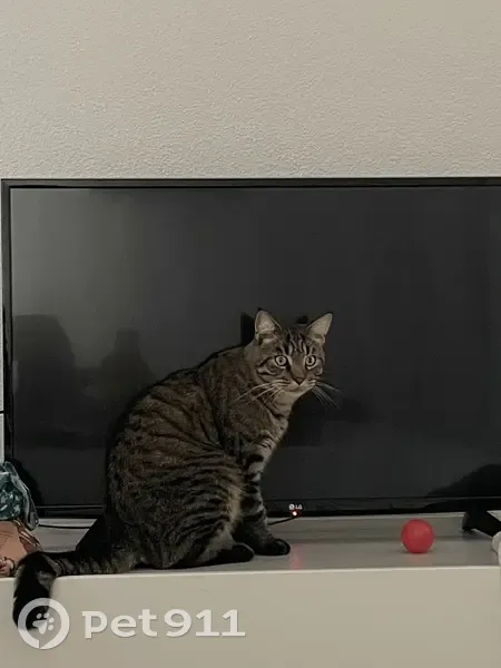 Alerte: Chat Matcho perdu à Montredon - photo