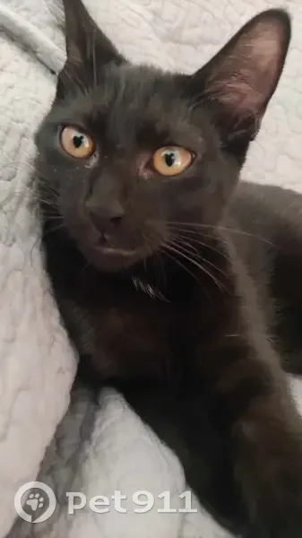 Chatte noire perdue à Seysses - photo