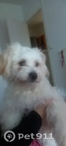 Chien bichon perdu à Angers - photo