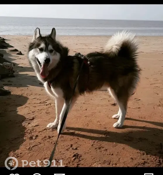Husky gris-blanc-noir perdu D52 - photo