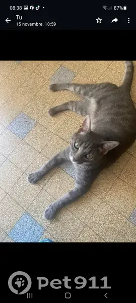 Chat tigré perdu aux Échelles - photo