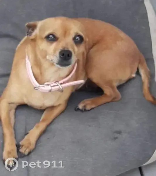 Avis: Chihuahua Diva perdue à Hersin - photo