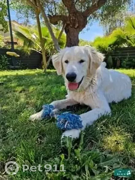 Avis de recherche: Patou perdu - photo
