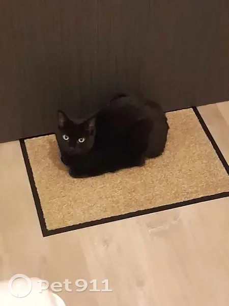 Chatte noire perdue à Challans - photo