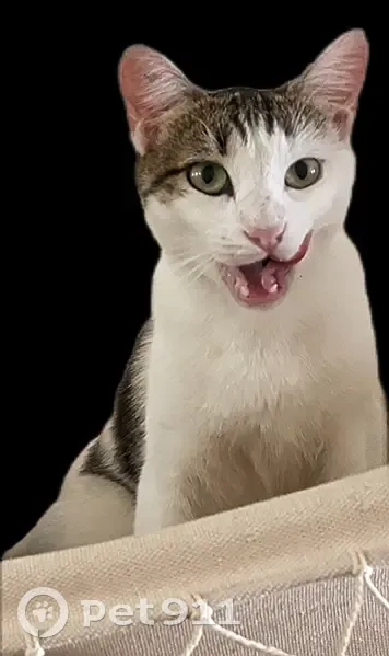Chatte Kintsu disparue à Marengo - photo