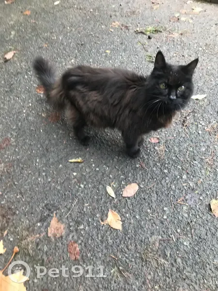 Chat noir âgé trouvé à Valenciennes - photo