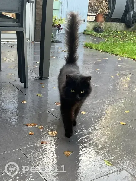 Chat jeune affamé trouvé à Linselles - photo