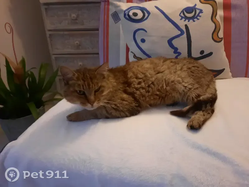Chat âgé MICHON disparu à Bayeux - photo