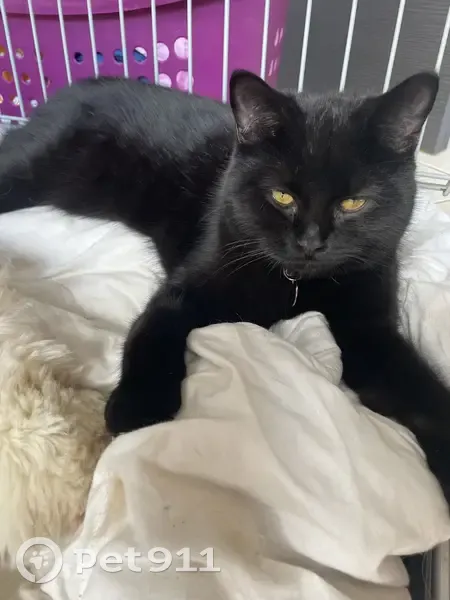 Chat noir Thor perdu à Arzal - photo