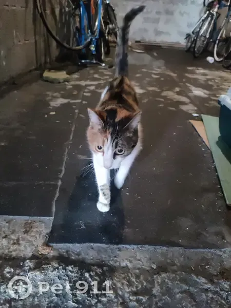 Chat retrouvé à Brest - photo