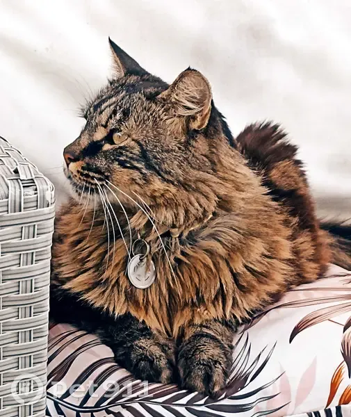 Chat croisé Main Coon perdu - photo