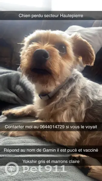 Chien gris-beige perdu à Strasbourg - photo