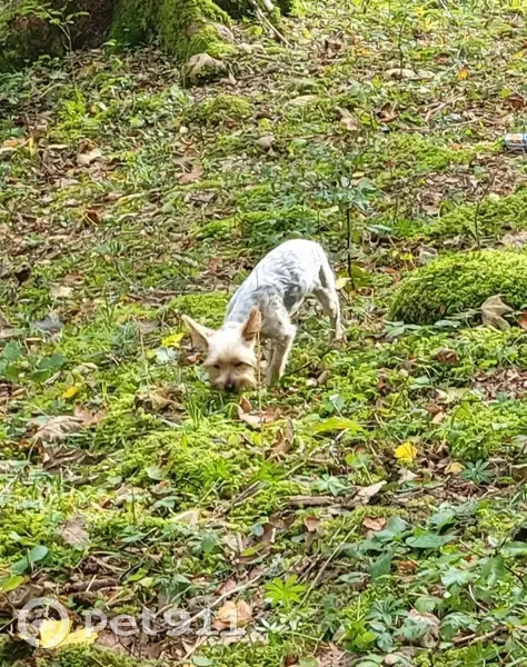 Bingo, Yorkie perdu près de Collonge - photo