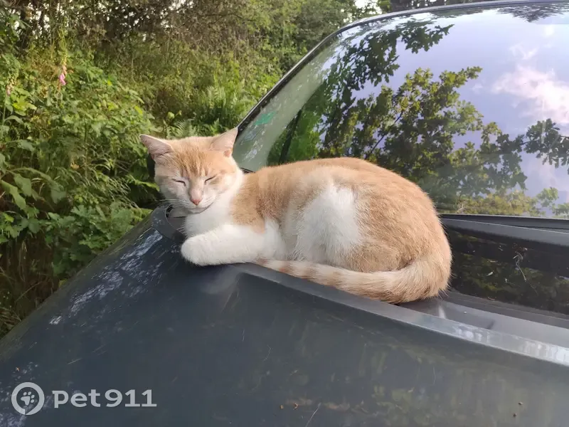 Chat perdu à Queyrieux, Argentat - photo