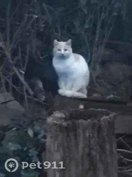 Chat roux et blanc trouvé au Mans - photo