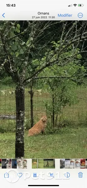 Alerte: Floki, chat roux perdu - photo