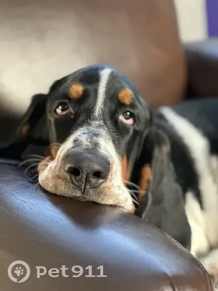 Alerte: Chiot Basset Perdu - photo