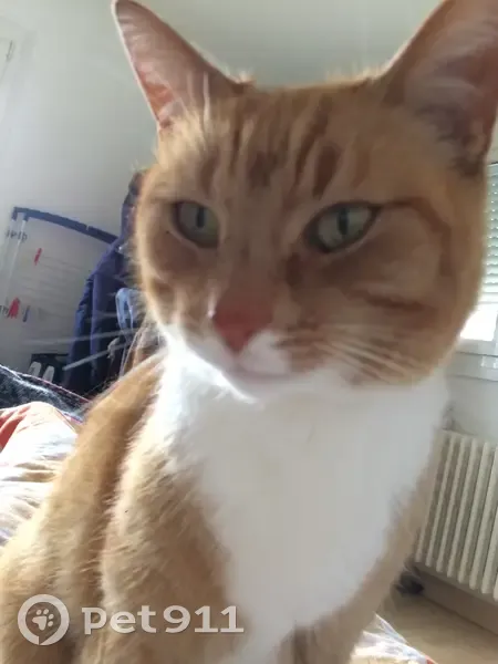 Chatte rousse perdue à Rots - photo