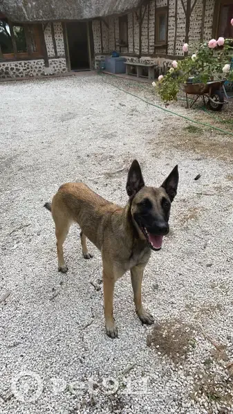 Chien Malinois perdu - Allons - photo