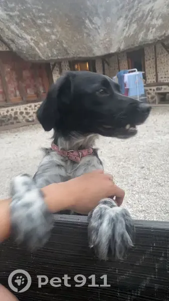 Chiot épagneul perdu à Allons - photo