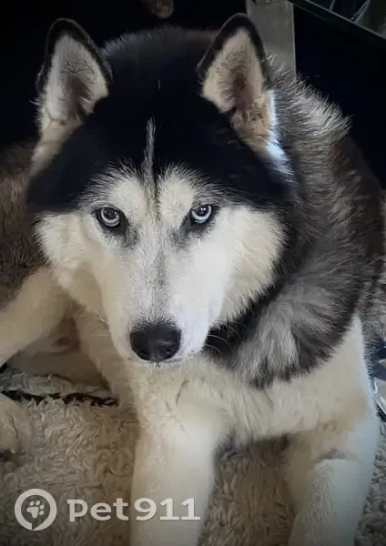 Igor, Husky sociable perdu - photo