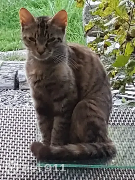 Chatte perdue à La Gacilly - photo