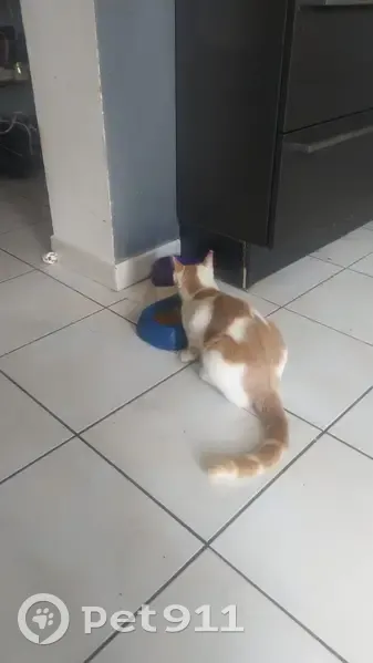 Chatte Baghera perdue au Mans - photo