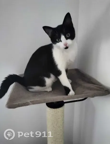 Chat Noir et Blanc Perdu à Machevaz - photo
