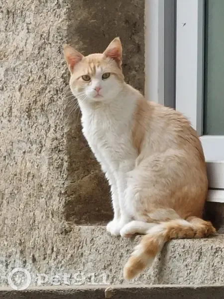Chat blanc/beige perdu, Narbonne - photo