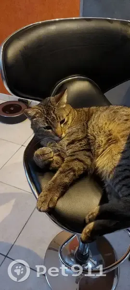 Chat gris tigré perdu - Reignac - photo