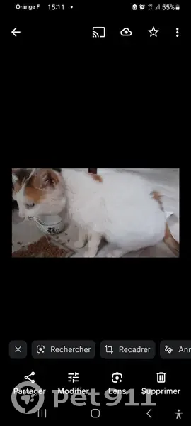 Chatte malade perdue à Gradignan - photo