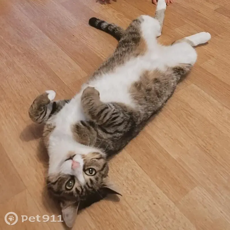 Chatte tigrée perdue à Limoges - photo
