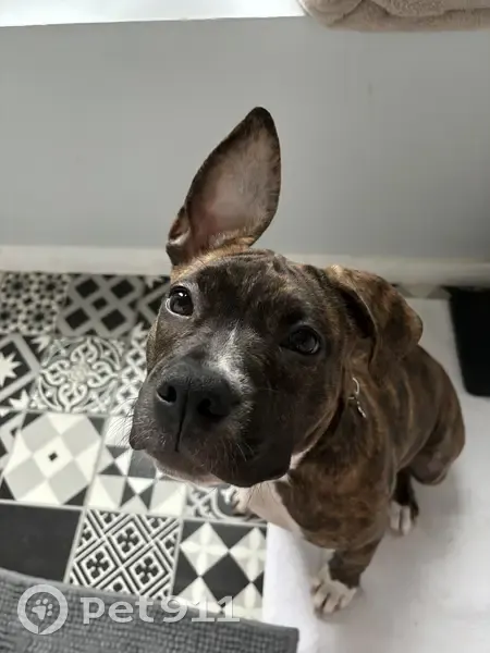 Chiot Taliya disparu près de la gare - photo
