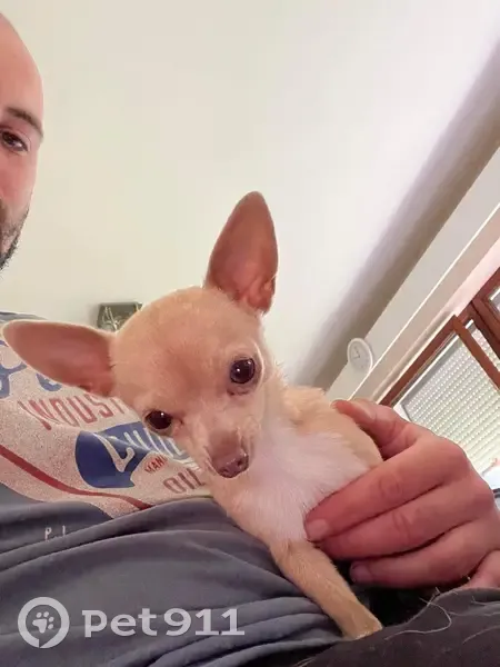 Chihuahua crème/brun perdu - photo