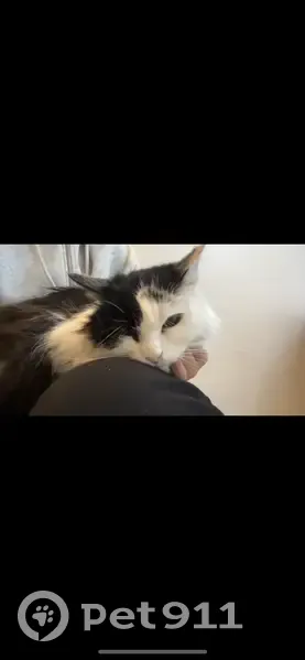 Chat noir et blanc aveugle trouvé - photo