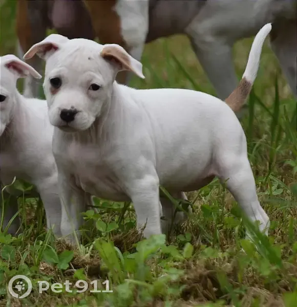 Chiot Amstaff perdu à Eysines - photo