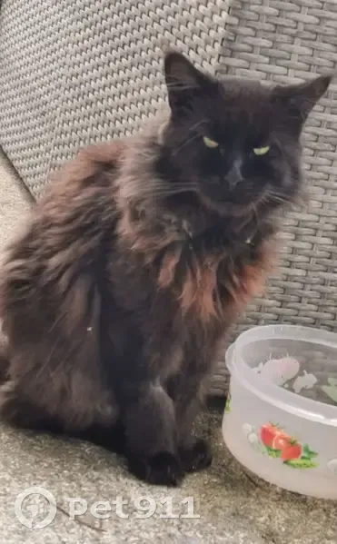Chat Maine Coon noir perdu - photo