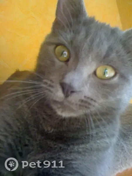 Chat Bleu russe perdu, St-Romain - photo