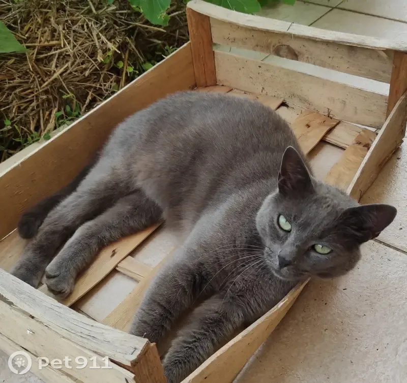 Savane: Chat Perdu à Tonnay-Charente - photo