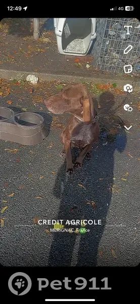 Avis: Chien Braque perdu - photo