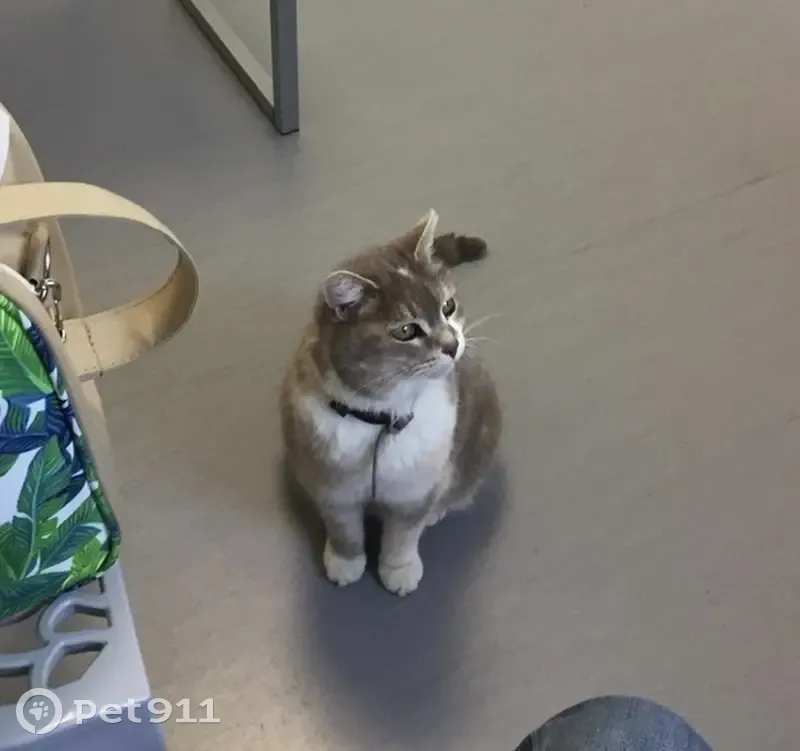 Chat perdu à Launaguet - Tigrou - photo