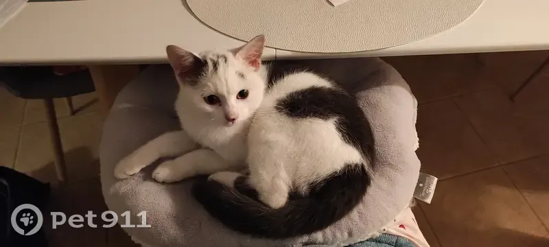 Chaton gris-blanc perdu à Vert-le-Grand - photo